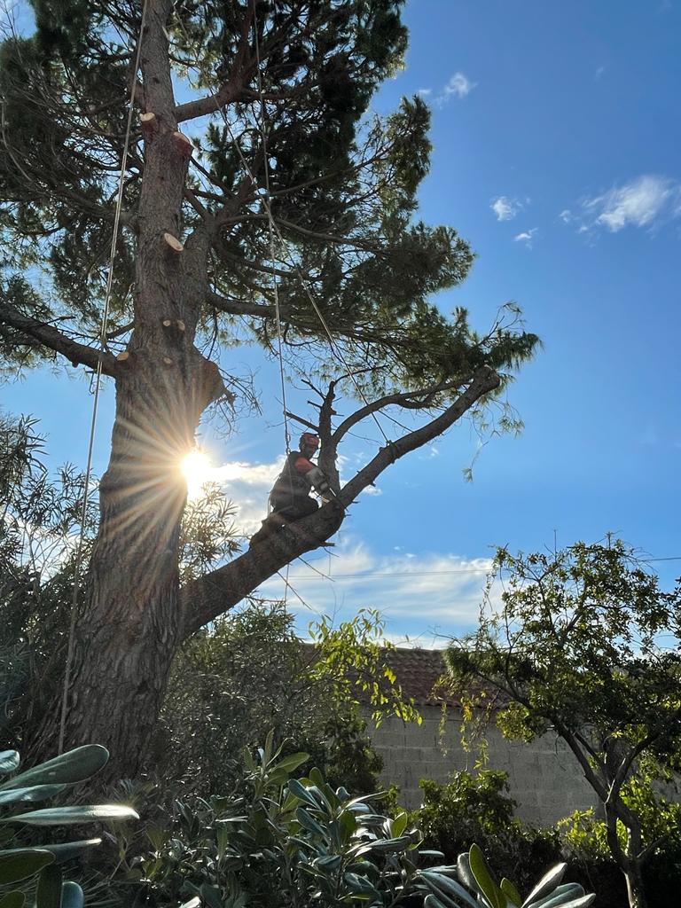 Taille et élagage arbre à Saint-Rémy-de-Provence (13100)