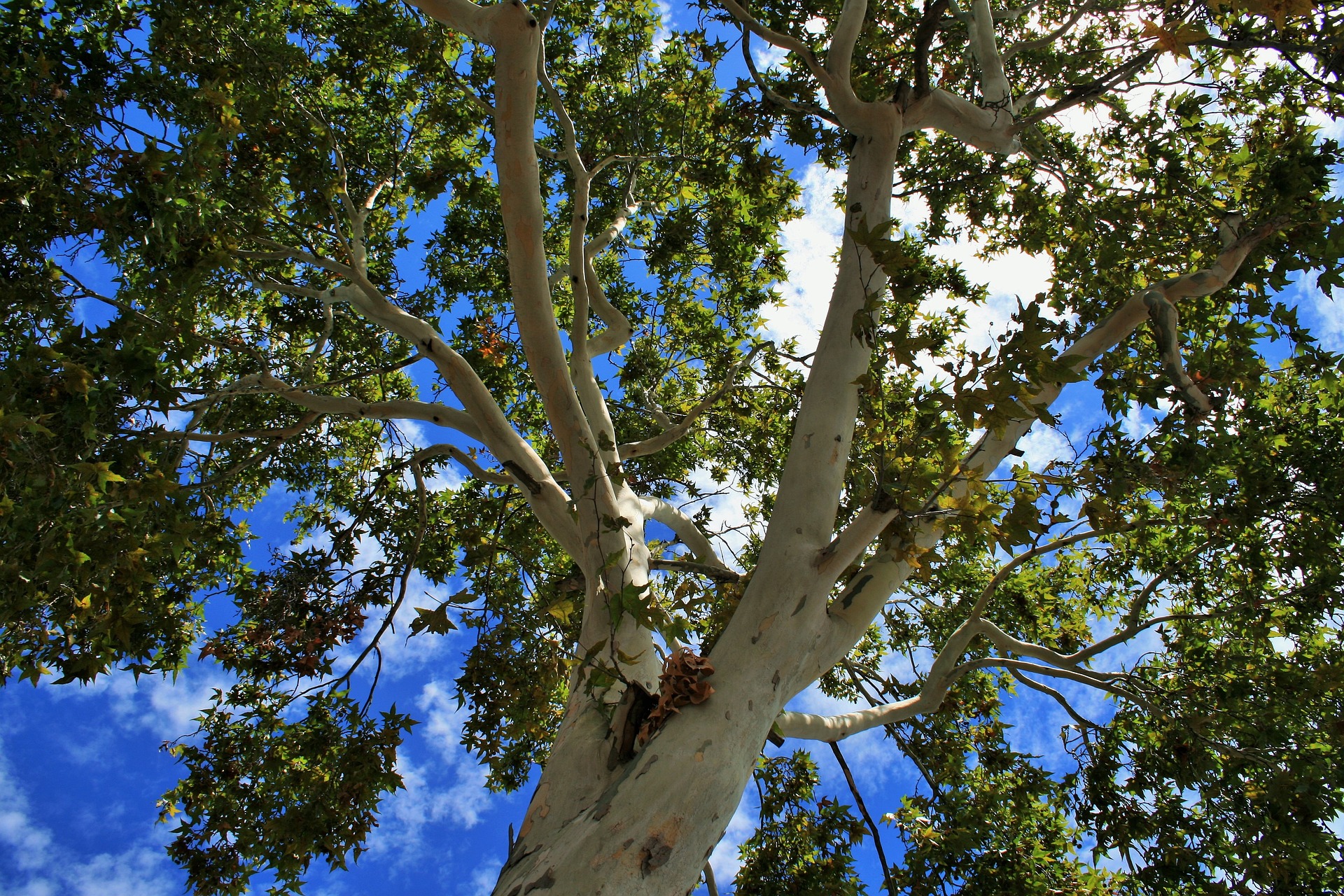 plane-tree-337780_1920