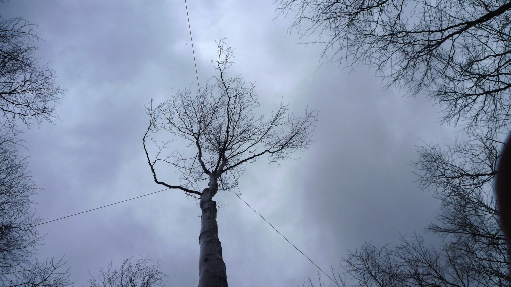 haubanga-hetre-wikepedia